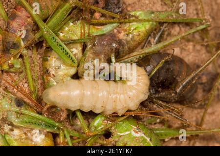 Fadenwasche Larve Tag 5, Sphex tepanecus, Sphecidae. Fütterung von gelähmten Kurzflügelkatydid-Weibchen, Dichopetala brevihastata im Nest Stockfoto