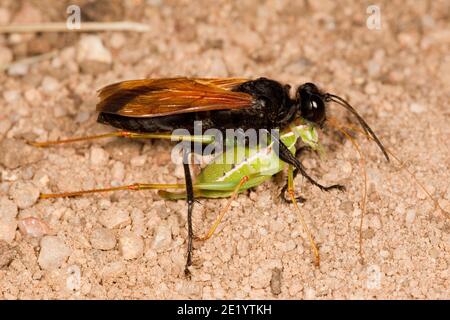 Fadenwaspe weiblich, Sphex tepanecus, Sphecidae. Mit gelähmten kurzflügeligen Katydid Weibchen, Dichopetala brevihastata, Tettigoniidae. Stockfoto