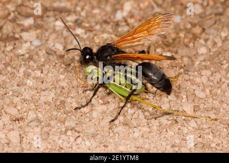 Fadenwaspe weiblich, Sphex tepanecus, Sphecidae. Mit gelähmten kurzflügeligen Katydid Weibchen, Dichopetala brevihastata, Tettigoniidae. Stockfoto