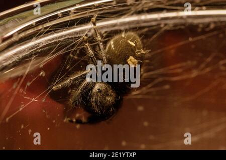 Eine mutige Spinne in Netzseide versucht sich zu verstecken. Gedämpfte Farben und Hintergrund mit einigen hellen Highlights auf dem Glas. Stockfoto