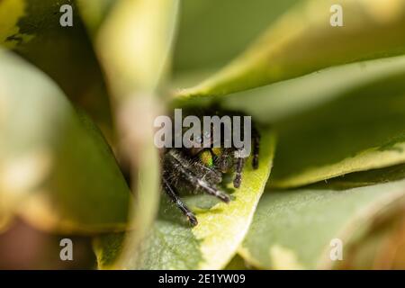 Eine scharfe Makroaufnahme einer auffälligen Spinne, die sich in Blättern versteckt. Stockfoto