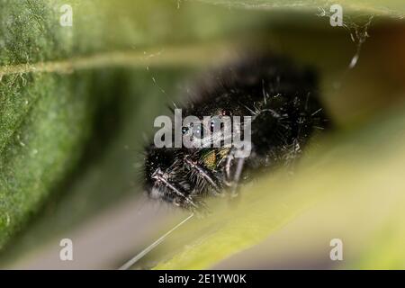 Eine scharfe Makroaufnahme einer auffälligen Spinne, die sich in Blättern versteckt, die von einem Netz umgeben sind, um sich zu verstecken. Stockfoto