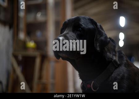 Hund schwarz labrador Blick mit traurigen Augen in die Ferne Stockfoto