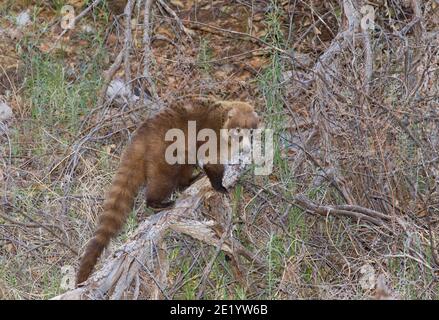 Coati mit weißer Nase, Nasua narica. Stockfoto