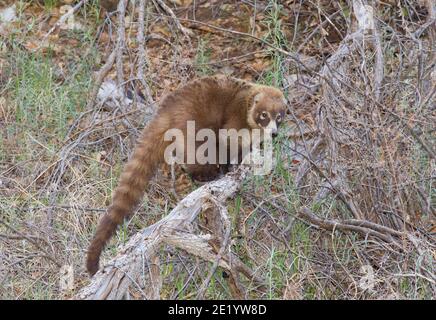 Coati mit weißer Nase, Nasua narica. Stockfoto