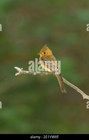 Getuftete Fungenkatcher, Mitrephanes phaeocercus, thront auf toten Ast. Stockfoto