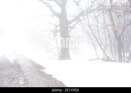 Bäume im nebligen Wald am Morgen. Nebeliger Tag. Stockfoto