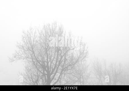 Bäume im nebligen Wald am Morgen. Nebeliger Tag. Stockfoto