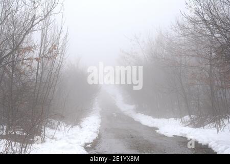 Bäume im nebligen Wald am Morgen. Nebeliger Tag. Stockfoto