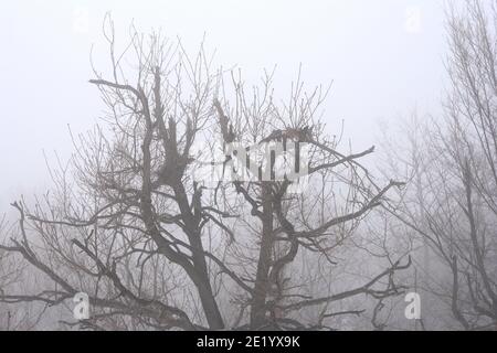 Bäume im nebligen Wald am Morgen. Nebeliger Tag. Stockfoto