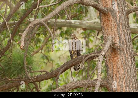 Nördlicher Goshawk Jungling, Accipiter gentilis, in Kiefern. Stockfoto