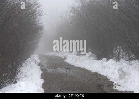 Bäume im nebligen Wald am Morgen. Nebeliger Tag. Stockfoto