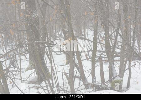 Bäume im nebligen Wald am Morgen. Nebeliger Tag. Stockfoto