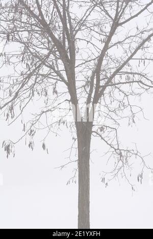 Bäume im nebligen Wald am Morgen. Nebeliger Tag. Stockfoto