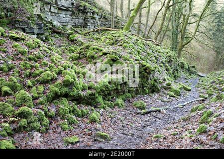 Alte Minenanlagen bei Nettler Dale in Little Shacklow Wood Nahe Bakewell Stockfoto