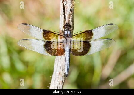 Witwe Skimmer Libelle männlich, Libellula luctuosa, Libellulidae. Stockfoto