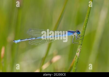 Vertraut Bluet Damselfly Männchen, Enallagma civile, Coenagrionidae. Stockfoto