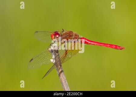 Kardinal Meadowhawk Libelle männlich, Sympetrum illotum, Libellulidae. Stockfoto