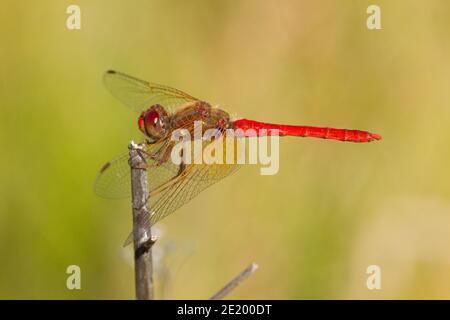 Kardinal Meadowhawk Libelle männlich, Sympetrum illotum, Libellulidae. Stockfoto