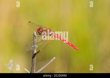 Kardinal Meadowhawk Libelle männlich, Sympetrum illotum, Libellulidae. Stockfoto