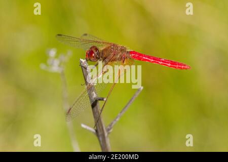 Kardinal Meadowhawk Libelle männlich, Sympetrum illotum, Libellulidae. Stockfoto