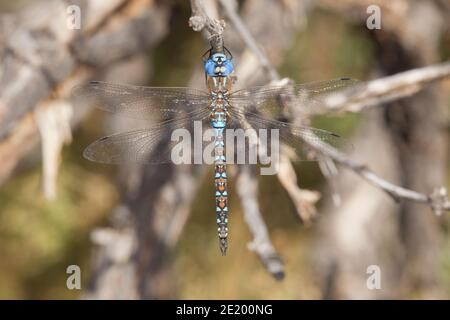 Blauäugige Darner Libelle Männchen, Aeshna multicolor, Aeshnidae. Stockfoto