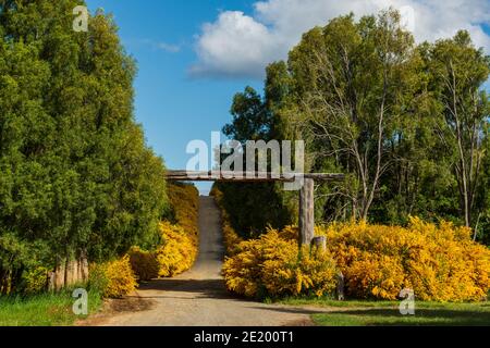 Geblüht bunt gelbe Büsche im Frühling im Los Alerces National Park, Patagonien, Argentinien Stockfoto