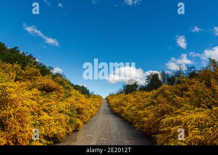 Geblüht bunt gelbe Büsche im Frühling im Los Alerces National Park, Patagonien, Argentinien Stockfoto