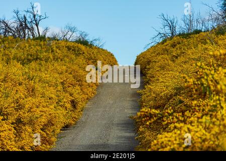 Geblüht bunt gelbe Büsche im Frühling im Los Alerces National Park, Patagonien, Argentinien Stockfoto