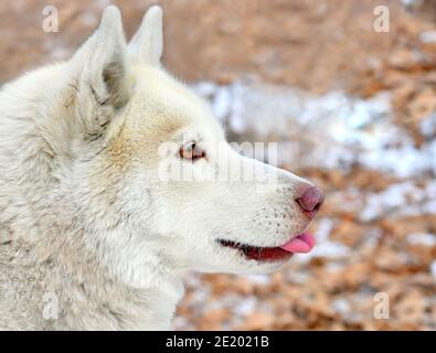 Braun junge sibirische Husky zeigt Zunge und wegschauen Stockfoto