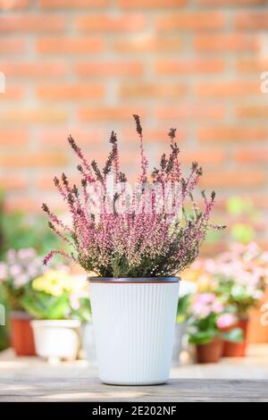 Blühende Heide Calluna vulgaris im weißen Topf. Heather vulgaris Blüte von rosa Blumen für dekorative auf Tisch in Haus und Büro. Stockfoto