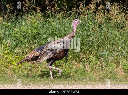 Wild Turkey 3. Juli 2020 North Alabama Bend Park, South Dakota Stockfoto