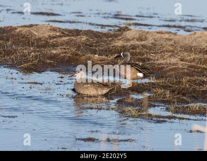 Blue-winged Teal Lincoln County, South Dakota 18. April 2020 Stockfoto