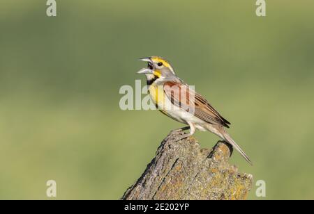 Dickcissel 7. Juni 2020 in der Nähe von Corson, South Dakota Stockfoto