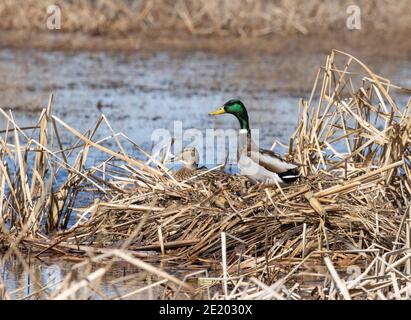 Mallard 29. März 2020 Northern Minnehaha County, South Dakota Stockfoto