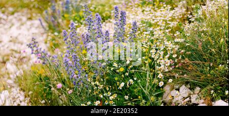 Blumenfrühlingshintergrund - Echium vulgare und Kamille unter Feld Kräuter in einem Feld. Stockfoto