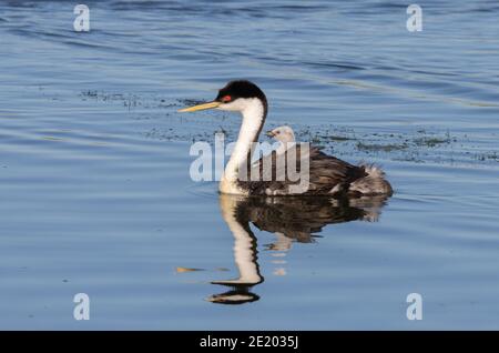 WESTERN Grebe 12. Juli 2020 Lake Whitewood, South Dakota Stockfoto