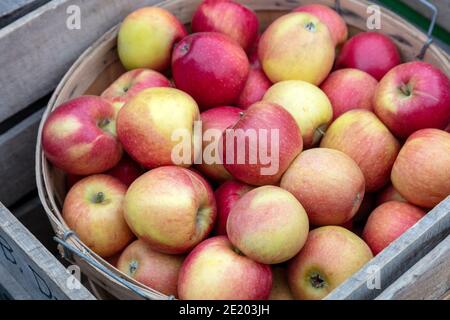 Gepflückte Äpfel, Bauernmarkt, Herbst, E USA, von James D. Coppinger/Dembinsky Photo Assoc Stockfoto