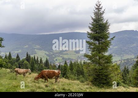 Kühe weiden in der Karpaten Wiese. Majestätische Aussicht auf schöne neblige Karpaten Wiese Stockfoto