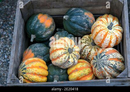 Bunte Kürbis, Kürbis, Herbst, Markt, E USA, von James D Coppinger/Dembinsky Photo Assoc Stockfoto