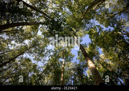Ein blasser blauer Himmel am frühen Morgen über einem sonnenbeschienenen Birkenholzdach; schattige Efeu-verkleidete Baumstämme rampfen sich gegenseitig zu den leuchtend grünen Kronen. Stockfoto