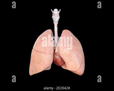 Lungen- und Herzanatomie, medizinisch gerenderte 3D-Darstellung, wissenschaftlicher Hintergrund Stockfoto