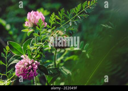 Rote Kleeblatt Blume blüht im Sommer Wiese Stockfoto