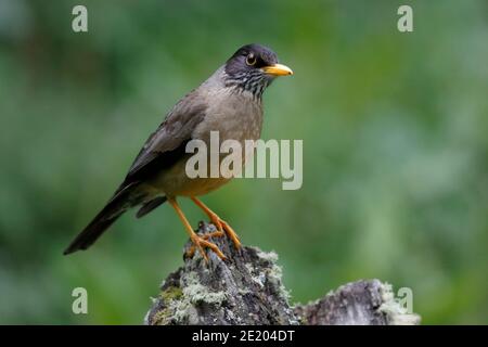 Austral Thrush (Turdus falcklandii), Tierra Del Fuego National Park, Ushuaia, Patagonia, Argentinien 1. Dezember 2015 Stockfoto