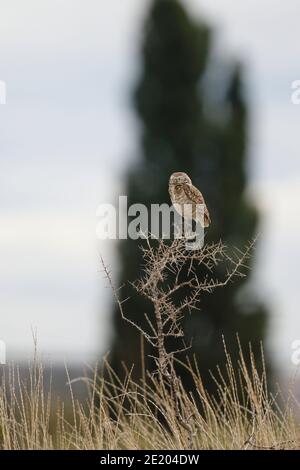 Grabeule (Athene cunicularia), Trelew, Südargentinien 20 Nov 2015 Stockfoto