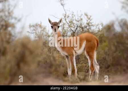 Guanaco (Lama guanicoe), juvenile in Straßenstrauch, Halbinsel Valdes, Süd-Argentinien Stockfoto