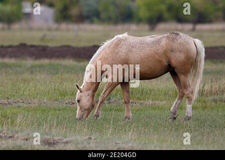 Weidelpferd, in der Nähe von Trelew, Chubut, Südargentinien 20 Nov 2015 Stockfoto
