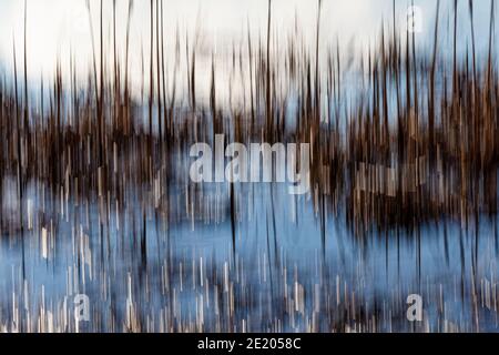 Absichtliche Kamerabewegung während der Belichtung von toten Schilf entlang der Steveston Waterfront British Columbia Kanada Stockfoto