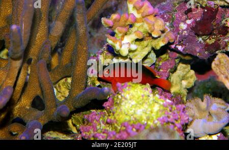 Rotfeuerfisch - (Neocirrhites armatus) Stockfoto