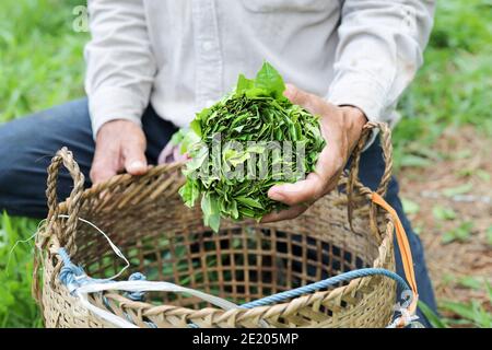 Wildtee (Assam Tee) im Norden Thailands, Camellia sinensis var. assamica Stockfoto